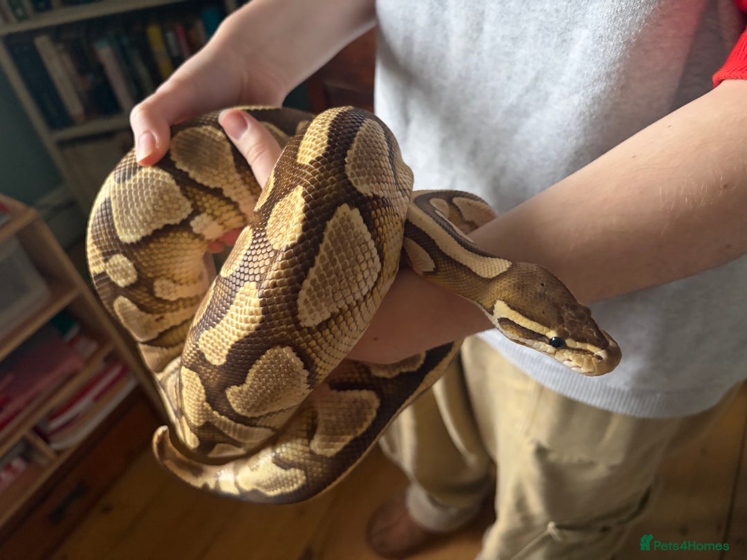 Python Snake reptiles for sale: Ball Pythons Leopard YB lesser enchi gravel pastel - Advert 1