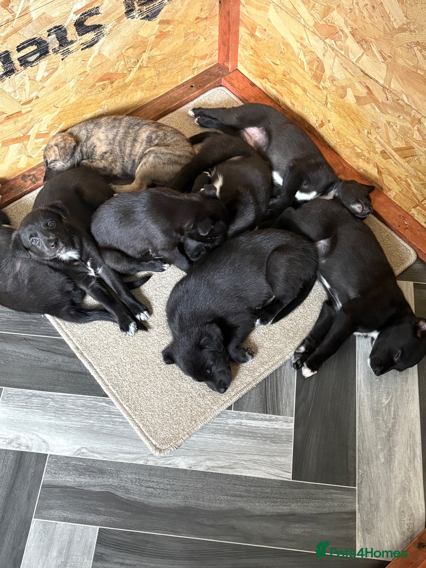 Lurcher dogs for sale: Collie whippet greyhounds - Advert 11