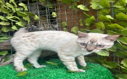 Bengal cats for sale: Unbelievably friendly TICA reg kittens  - Image 23