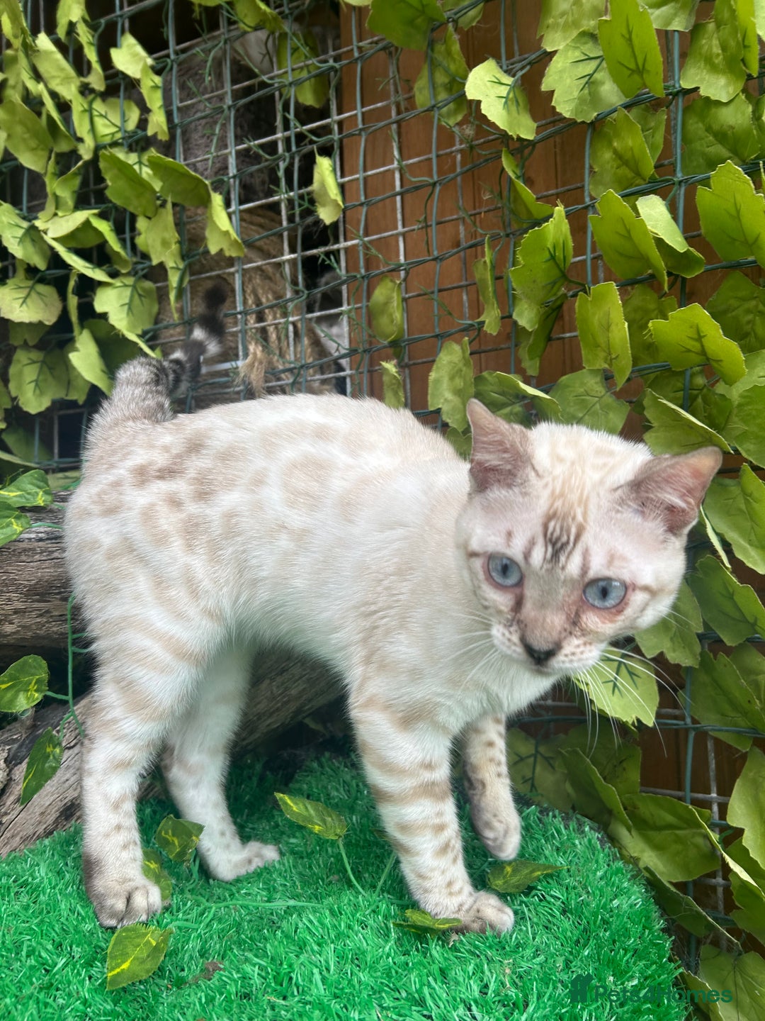 Bengal cats for sale: Unbelievably friendly TICA reg kittens  - Image 23