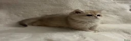British Shorthair cats for sale: 🩷 Amazing Ay12 Golden British Shorthair Girl 🩷 - Advert 4