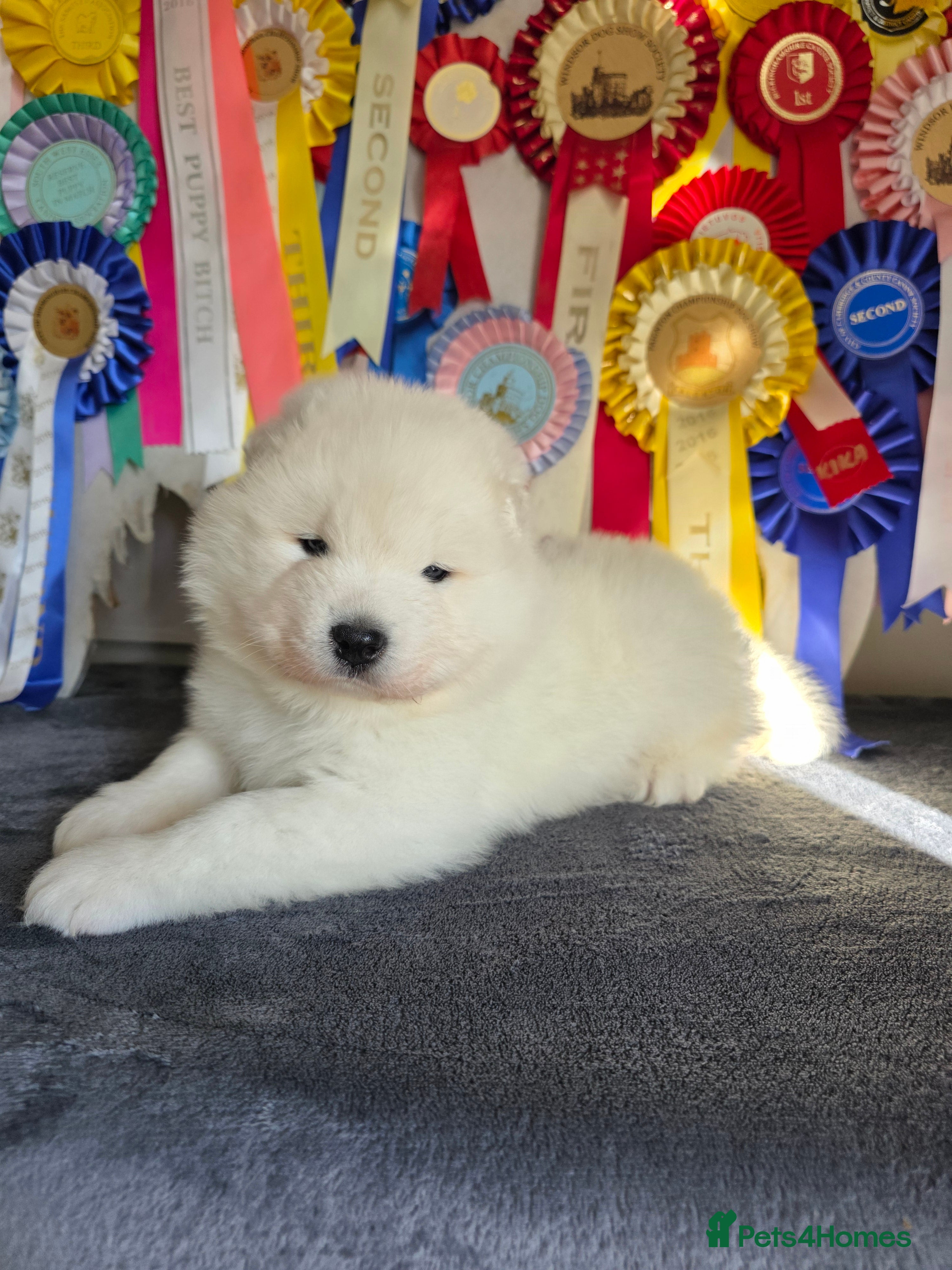 Samoyed dogs RKC Samoyed Puppies – Champion Bloodlines - Advert 2