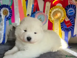 Samoyed dogs RKC Samoyed Puppies – Champion Bloodlines - Advert 2