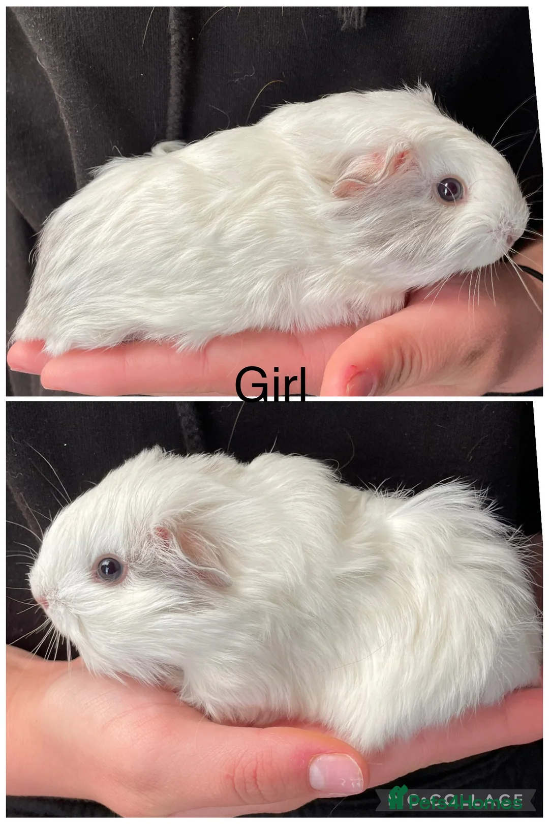 Guinea Pig rodents for sale: Baby guinea pigs  - Advert 2
