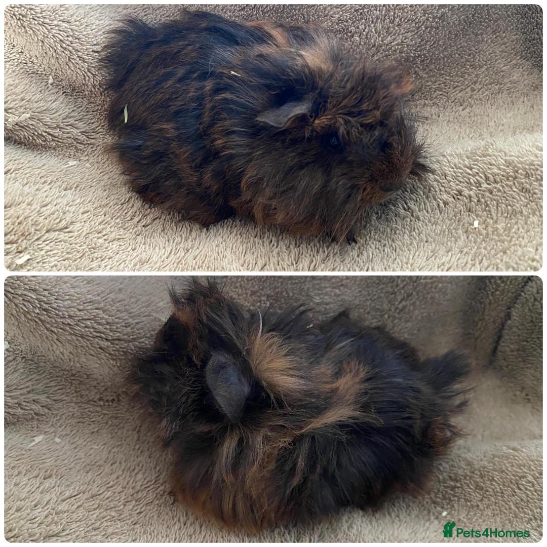 Guinea Pig rodents for sale:  3 boy guinea pig boys  - Advert 2