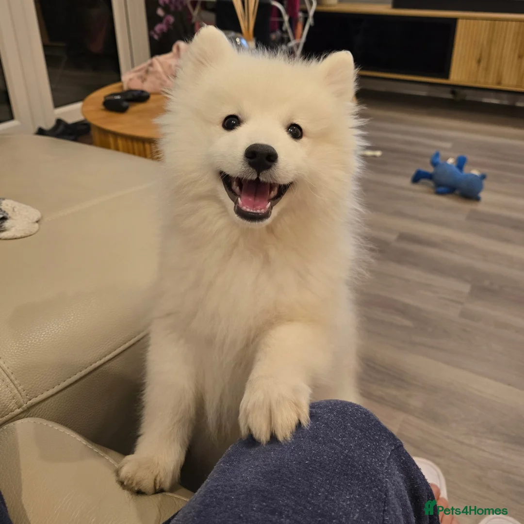 Japanese Spitz dogs for stud: Healthy Japanese Spitz KC Registered Male for Stud - Advert 18