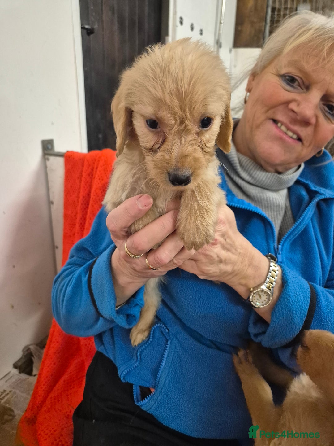 Labradoodle dogs for sale: Labradoodles for sale - Advert 5