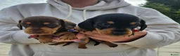Miniature Dachshund dogs for sale: Miniature dachshund puppies  - Advert 12