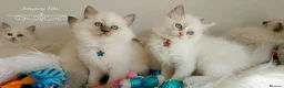 Ragdoll cats for sale: READY😻PURE BEAUTIFUL RAGDOLL 😻😻😻 - Advert 27