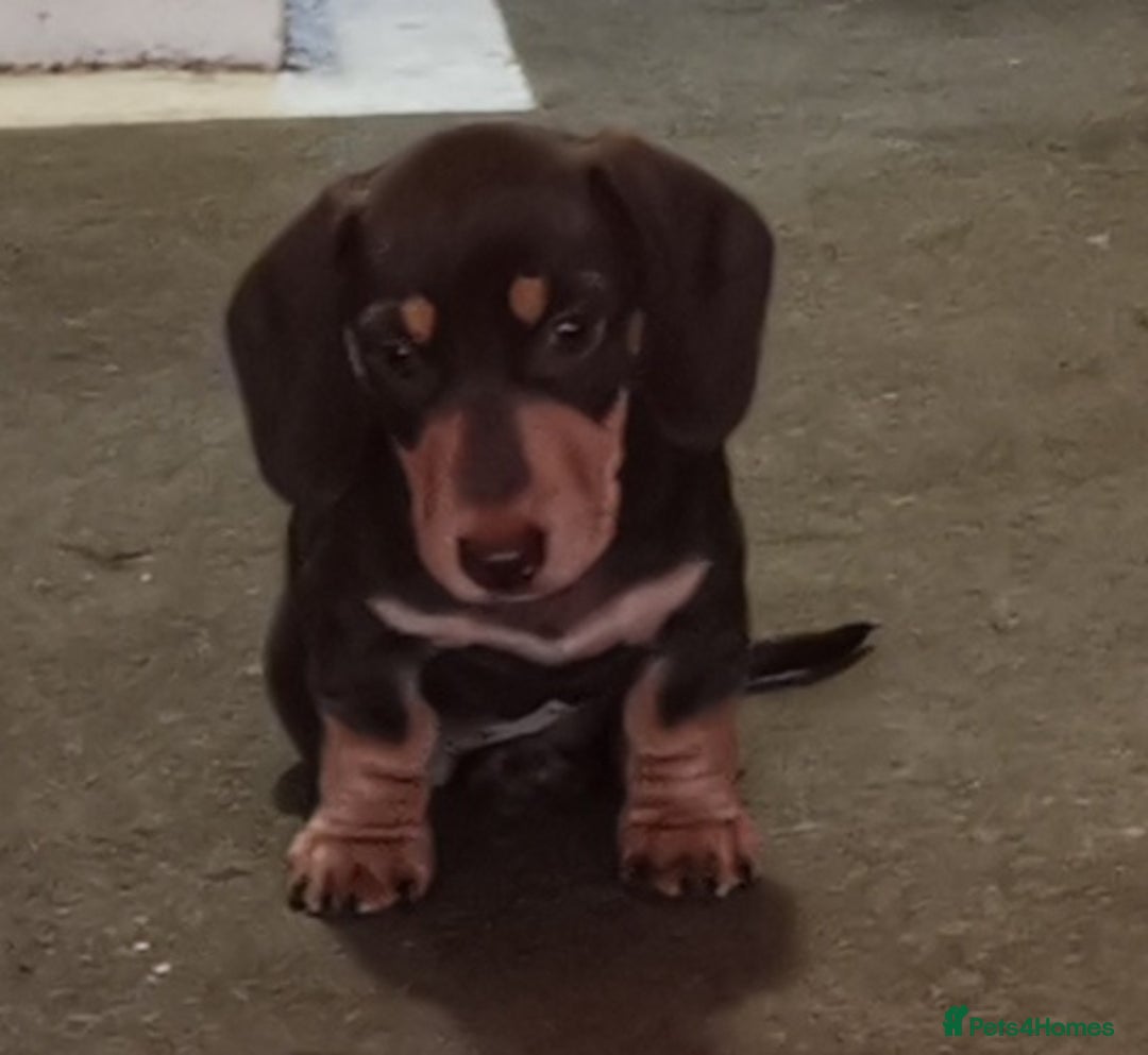 Dachshund dogs for stud: Harley (kleinartemis apollo) kc name  in Glasgow - Advert 12