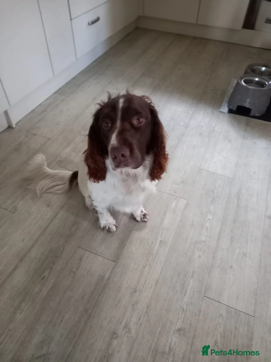 English Springer Spaniel dogs for stud: Stunning ESS for stud  in Tamworth - Advert 1