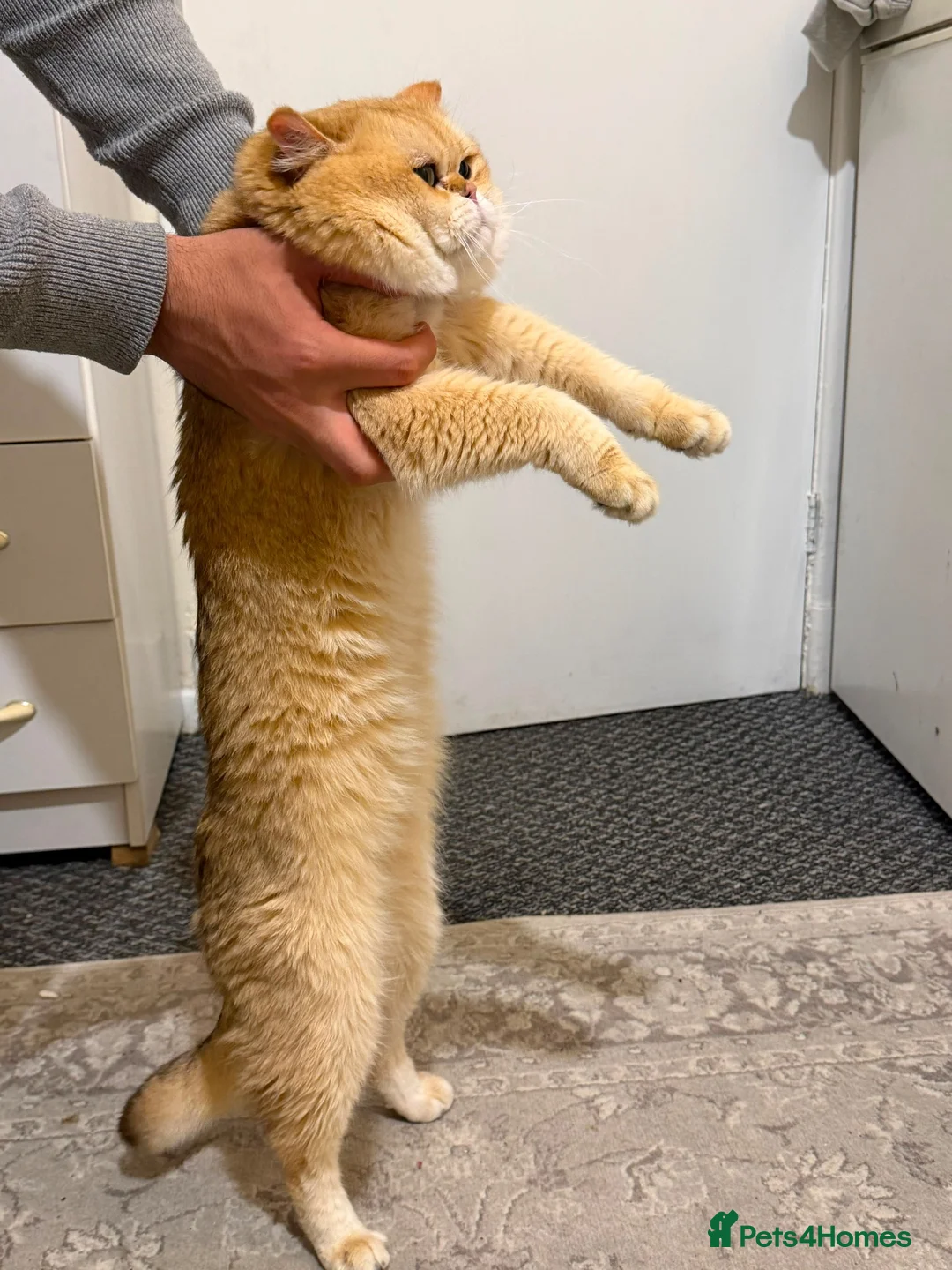 British Shorthair cats for stud: British Shorthair  - Advert 2