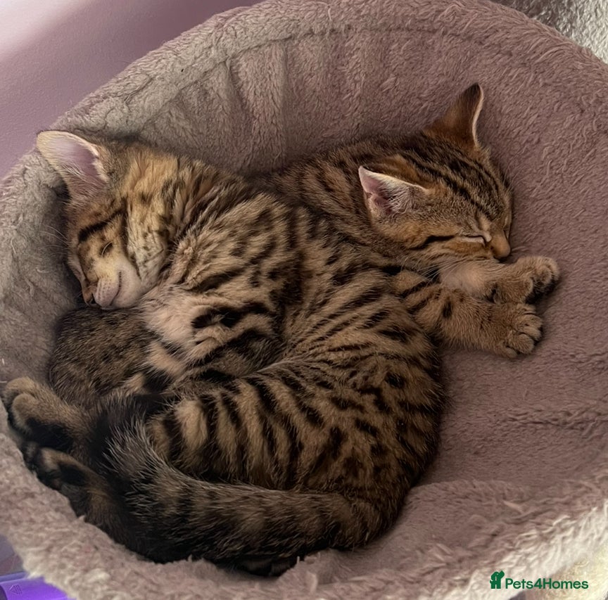 Bengal cats 4 beautiful half bengal kittens  - Advert 1