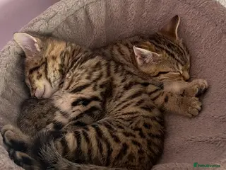 Bengal cats 4 beautiful half bengal kittens - Advert 1