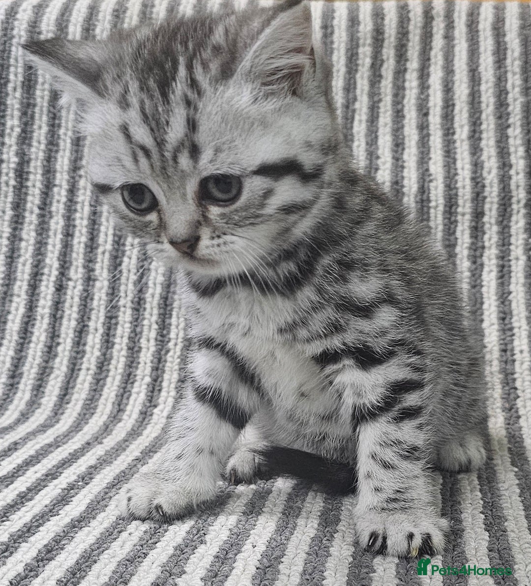British Shorthair cats for sale: Beautiful silver tabby british shorthair kittens  - Image 11