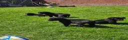 Mixed Breed dogs for sale: Labernese F1 Puppies - Advert 7