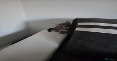 British Shorthair cats - Advert 4