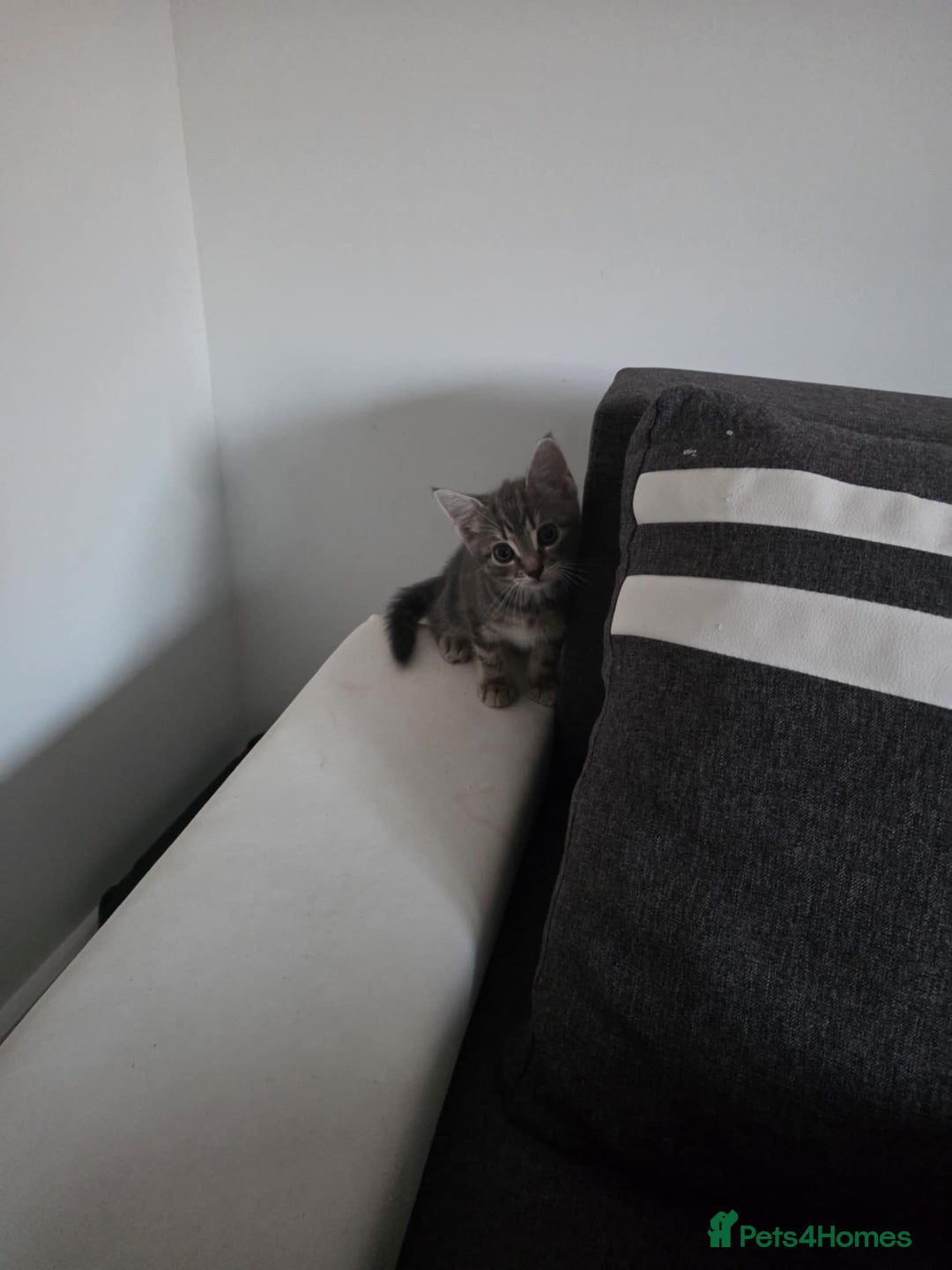 British Shorthair cats for sale: Tabby cats - Image 2