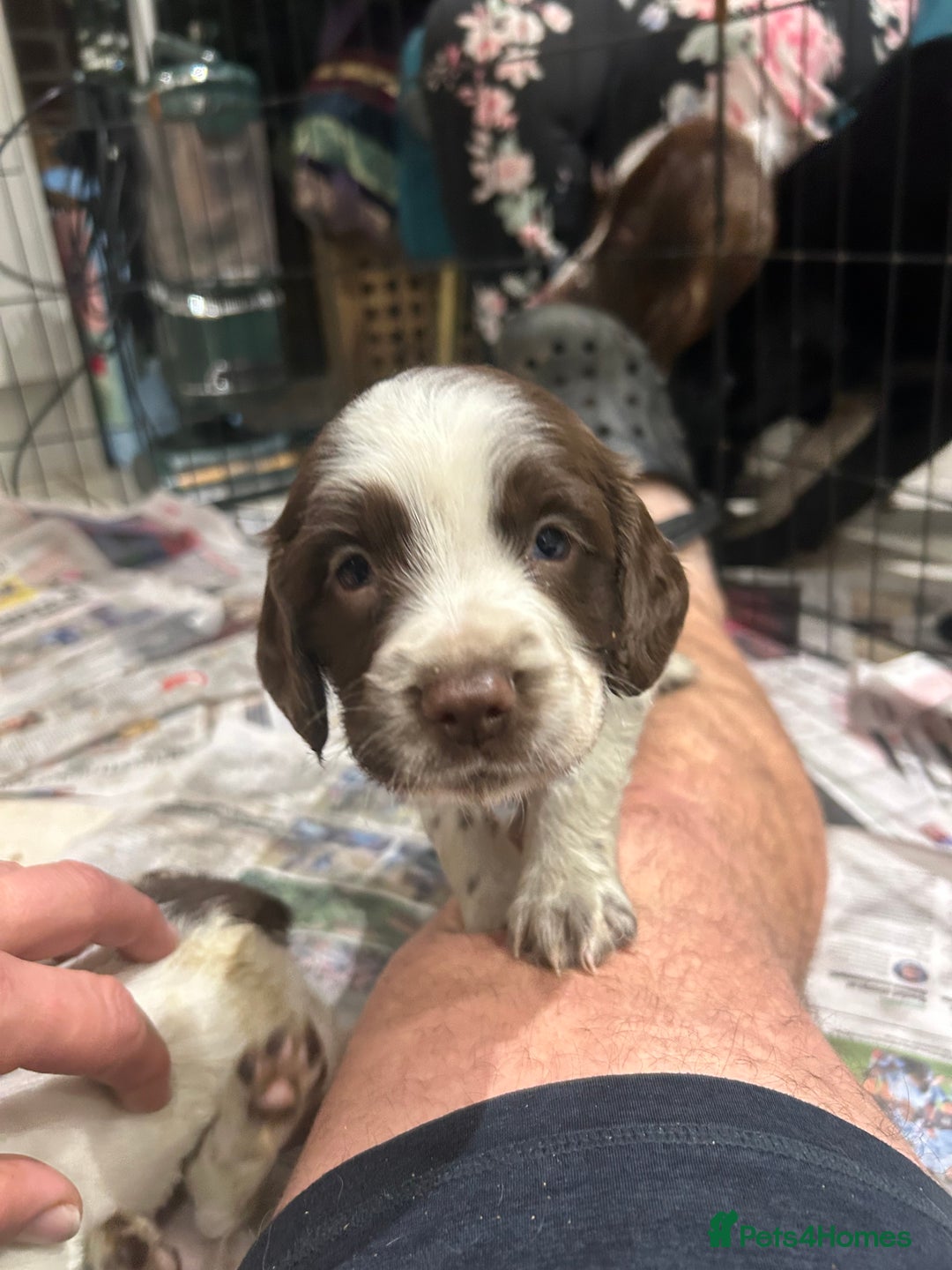 Sprocker dogs for sale: Working Sprocker Spaniels  - Advert 7