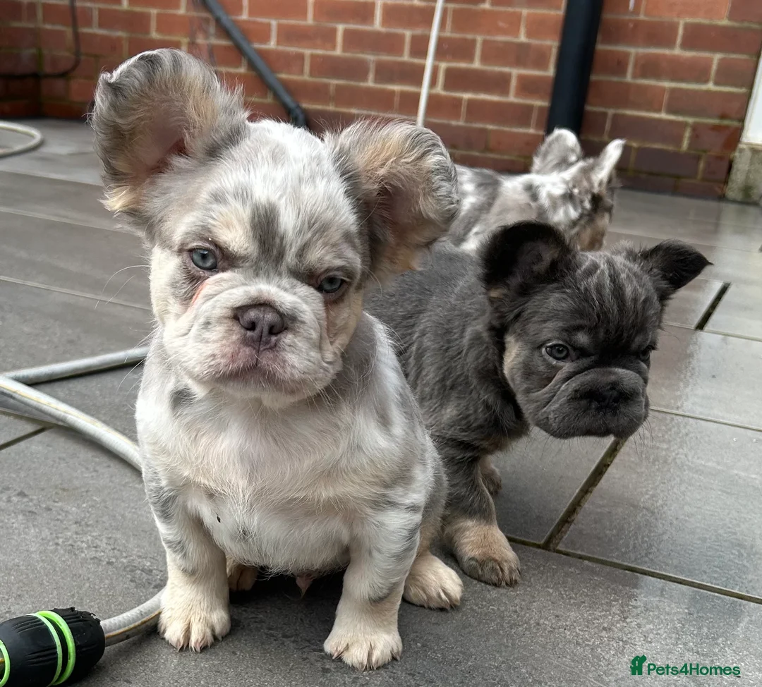 French Bulldog dogs for sale: Fluffy French bulldogs  ** s carrying pink - Advert 29