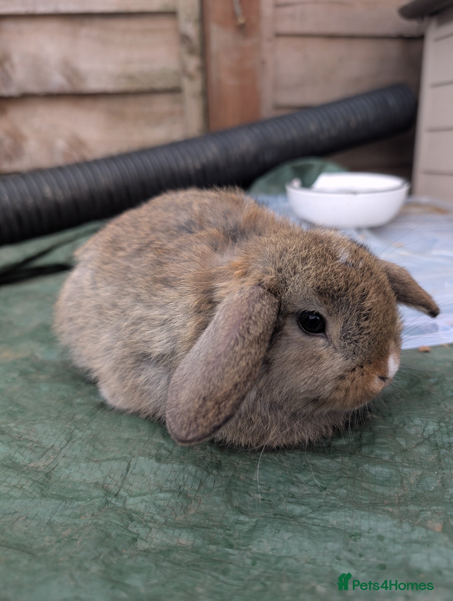 Mini Lion Lop rabbits Minilops - Advert 6