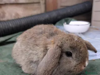 Mini Lion Lop rabbits Minilops - Advert 6