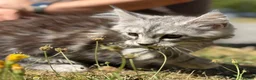 Maine Coon cats for sale: TICA reg mainecoon kittens - Advert 6