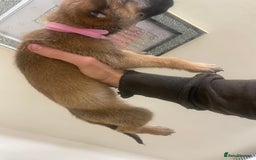 Belgian Shepherd Dog dogs for sale: Belgian Malinois Puppies - Image 3