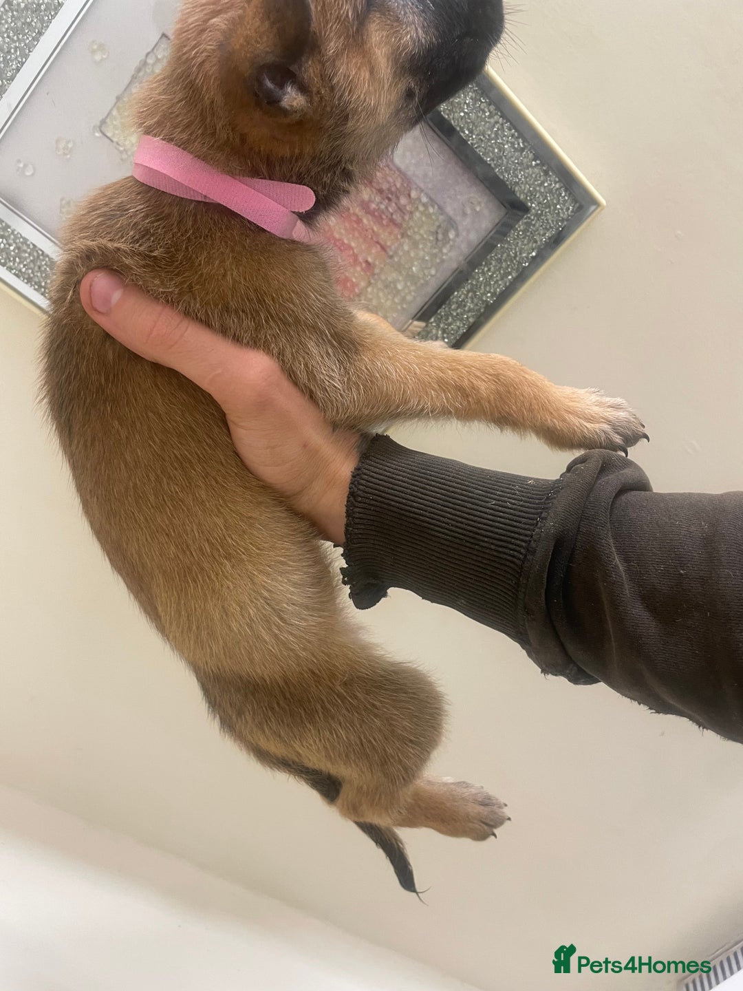Belgian Shepherd Dog dogs for sale: Belgian Malinois Puppies - Image 3