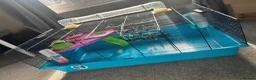 Hamster rodents for sale: Teddy bear Syrian hamster  - Advert 4