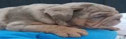 English Bulldog dogs for sale: Adorable English Bulldog Puppies in Plymouth - Advert 5