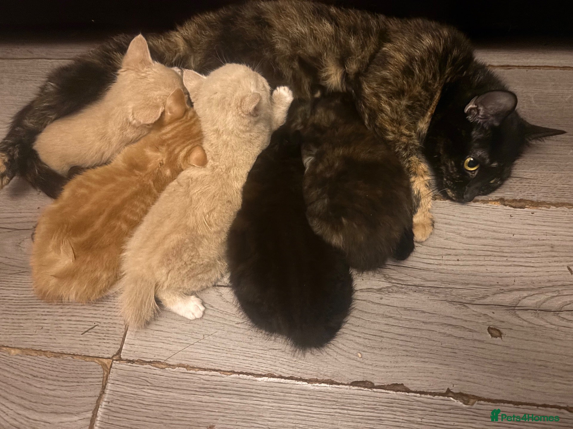 Mixed Breed cats Mixed kittens ready to go  - Advert 16