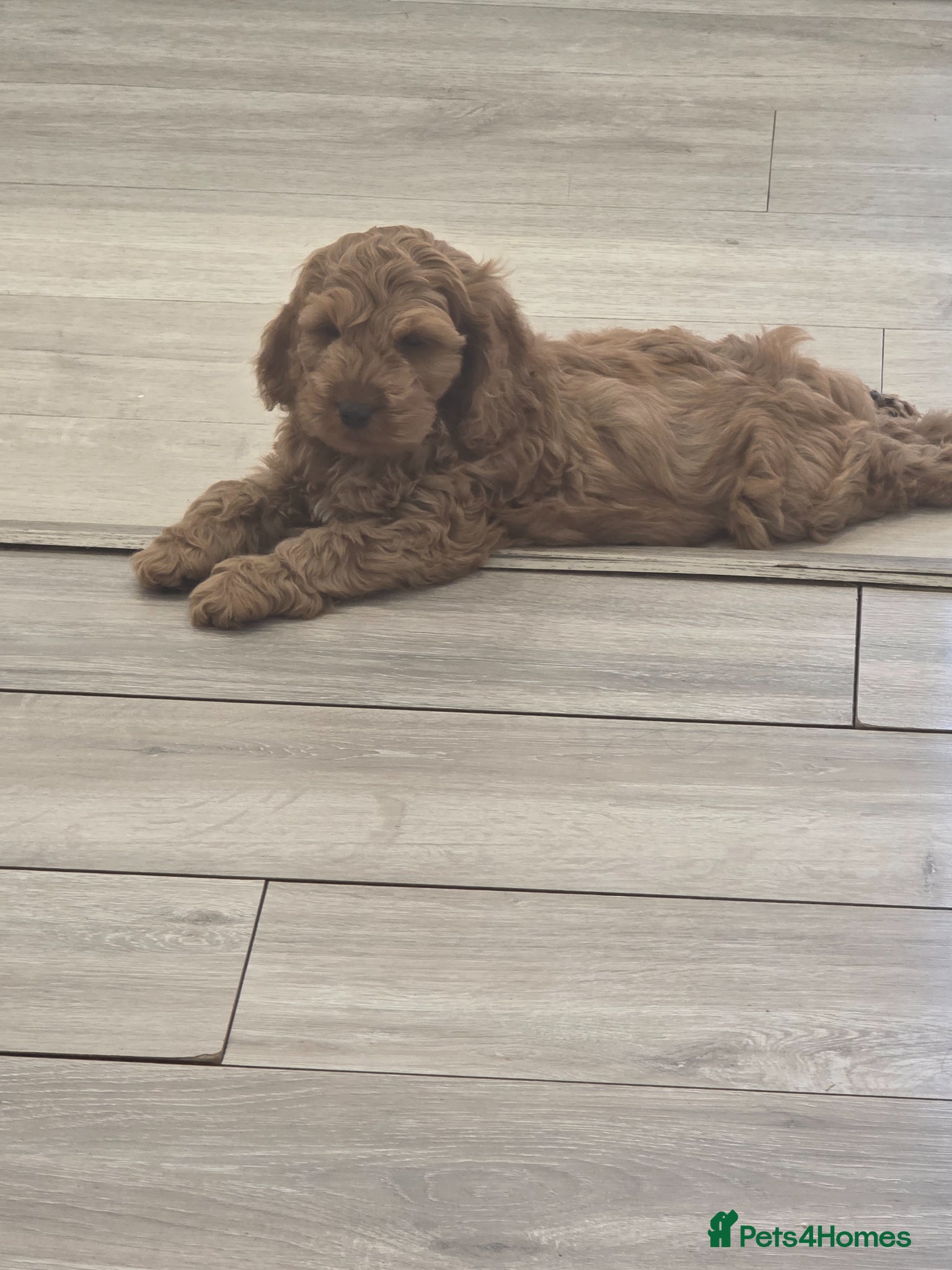 Cockapoo dogs Ready now Stunning f1 fox red cockapoos  - Advert 1