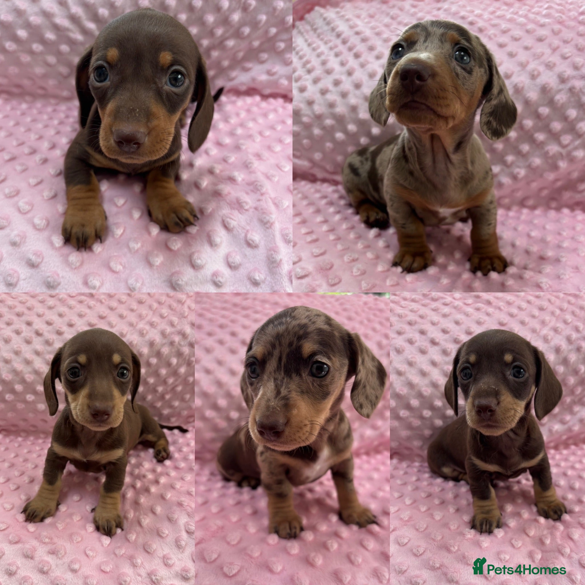 Miniature Dachshund dogs Smooth miniature dachshund puppies KC  - Advert 19