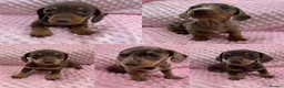 Miniature Dachshund dogs for sale: Ready now. Miniature dachshund puppies KC reg  - Advert 5