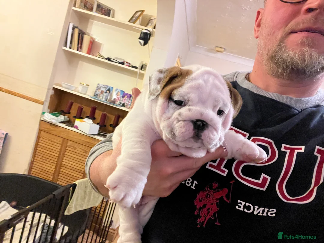 English Bulldog dogs for sale: English bulldogs - Advert 21