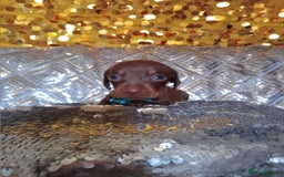 Miniature Dachshund dogs for sale: 7 MINIATURE DUSCHUND PUPPIES 🐶  - Image 8