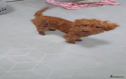 Labradoodle dogs for sale: Stunning little girl available  - Advert 2