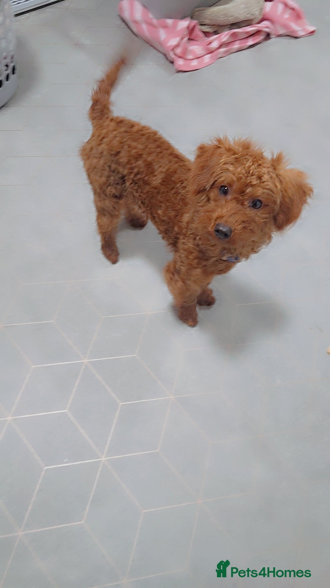 Labradoodle dogs for sale: Stunning little girl available  - Advert 2