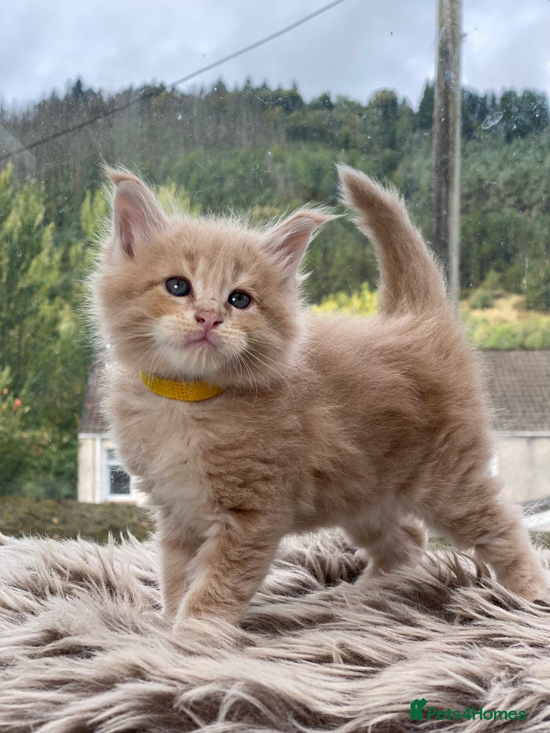 Maine Coon cats for sale: Purebred Maine Coons Ginger/Cream 2 boys, 2 girls - Image 6