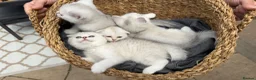 Scottish Fold cats for sale: Ocean-blue eyes Scottish Folds/Straight - Advert 10