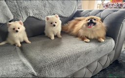 Pomeranian dogs for sale: Pomeranian puppies  - Image 5