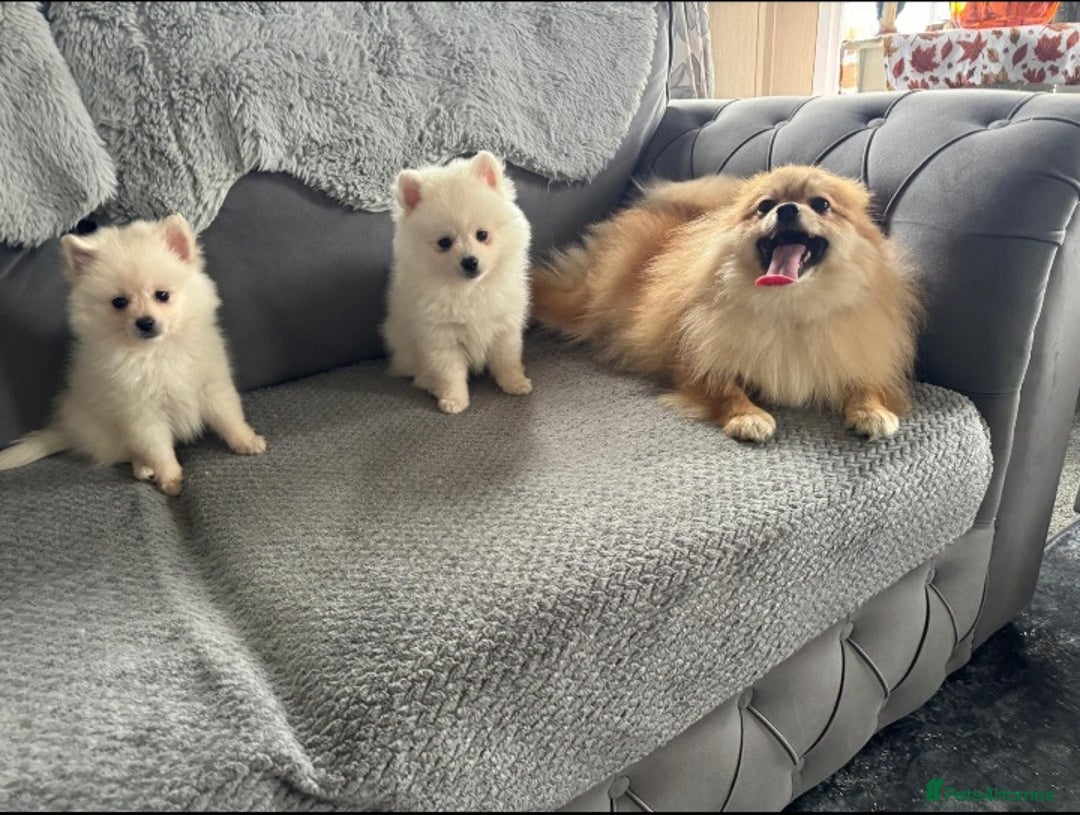 Pomeranian dogs for sale: Pomeranian puppies  - Image 5