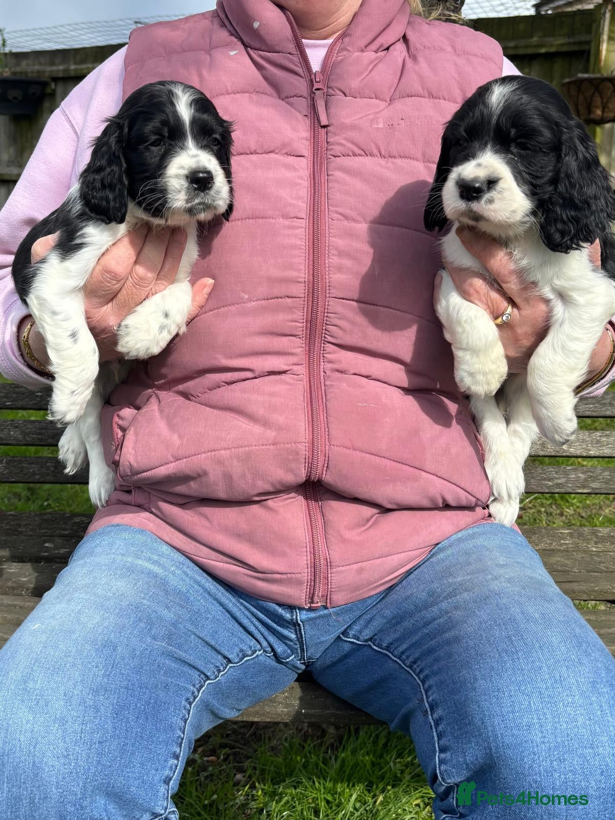 English Springer Spaniel dogs English Springer Spaniel Puppies - 5 Star Licence - Advert 3
