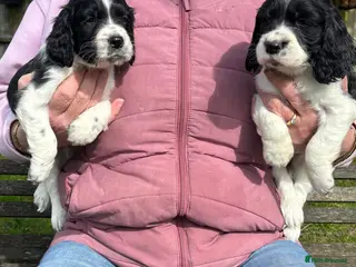 English Springer Spaniel dogs English Springer Spaniel Puppies - 5 Star Licence - Advert 3