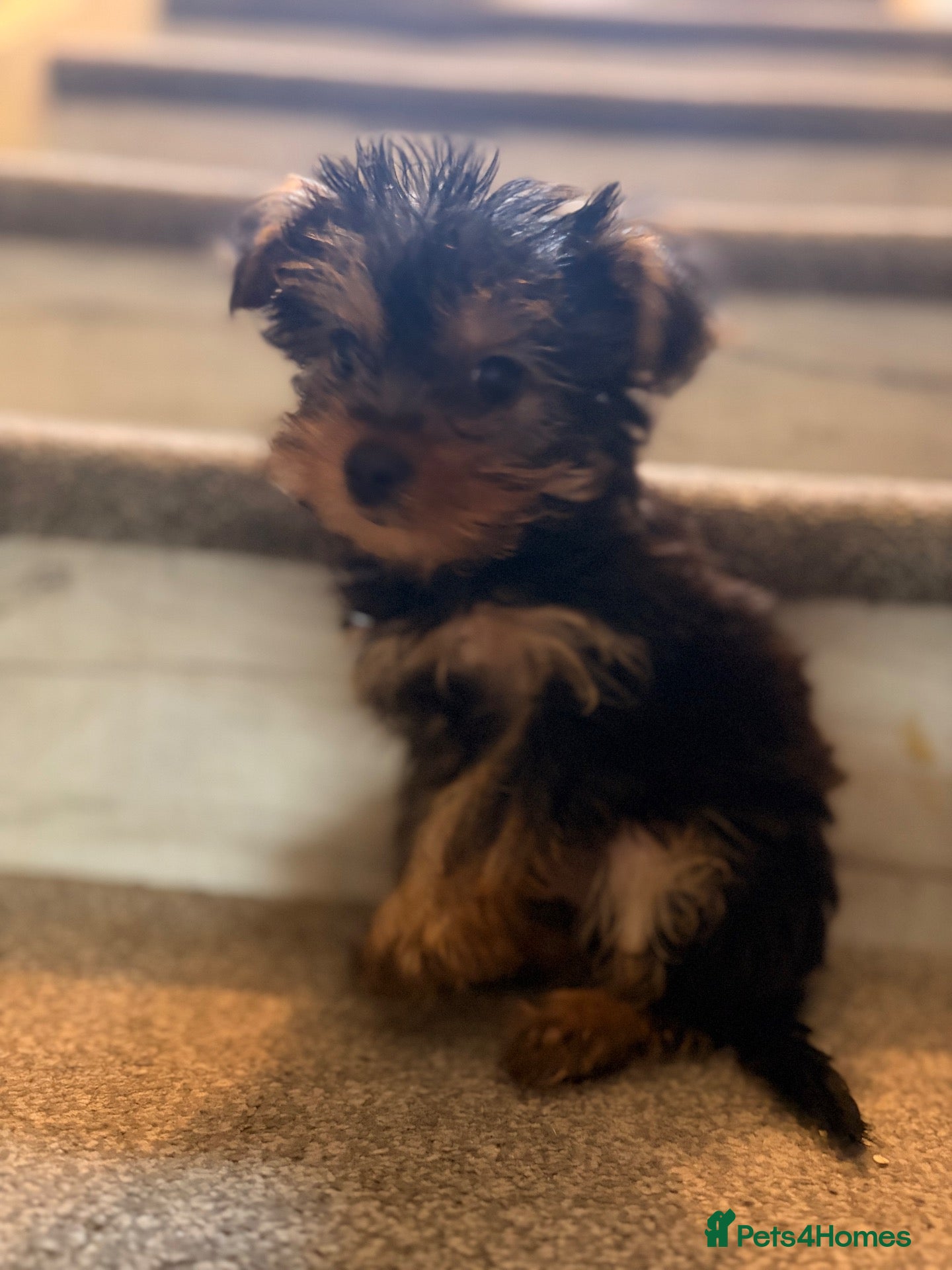 Yorkshire Terrier dogs Yorkshire Terrier BOY READY TO GO - Advert 1