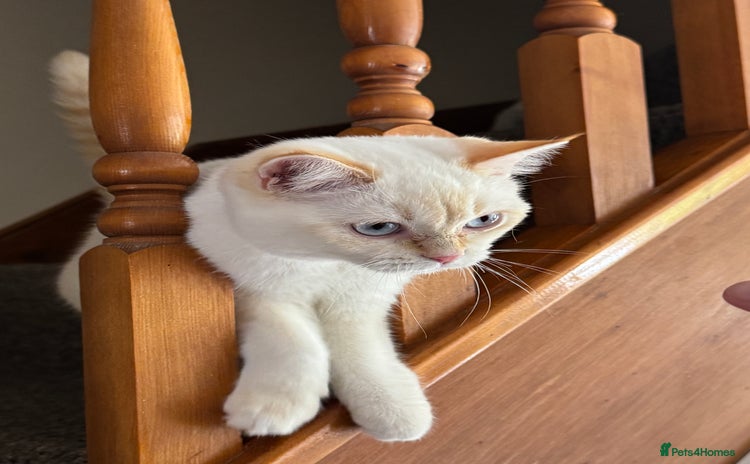 British Shorthair cats - Advert 1