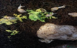 Snails invertebrates for sale: Giant African Land Snail Babies x 5  - Image 3