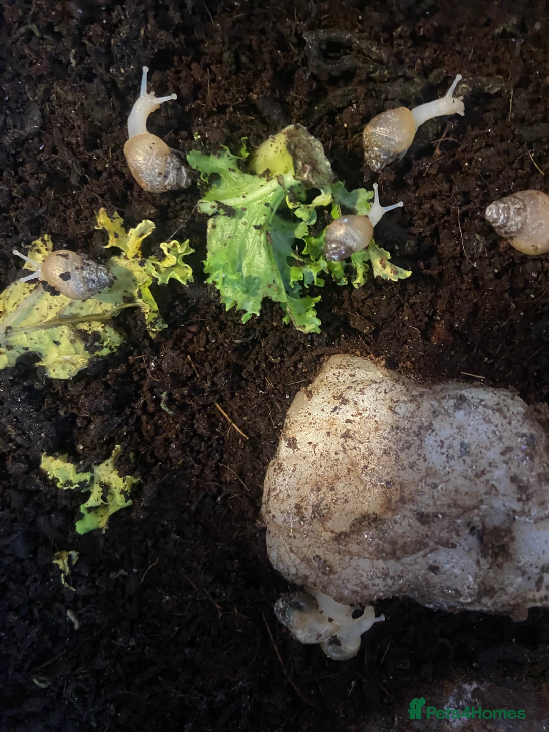 Snails invertebrates for sale: Giant African Land Snail Babies x 5  - Image 3