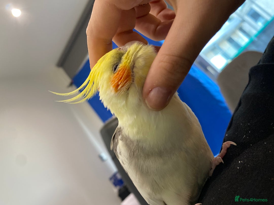 Cockatiels birds for sale: Hand-reared Fully Tame Cockatiel for Rehoming  in London - Image 13